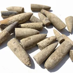 Belemnite specimen Teaching mineral specimens from Madagascar