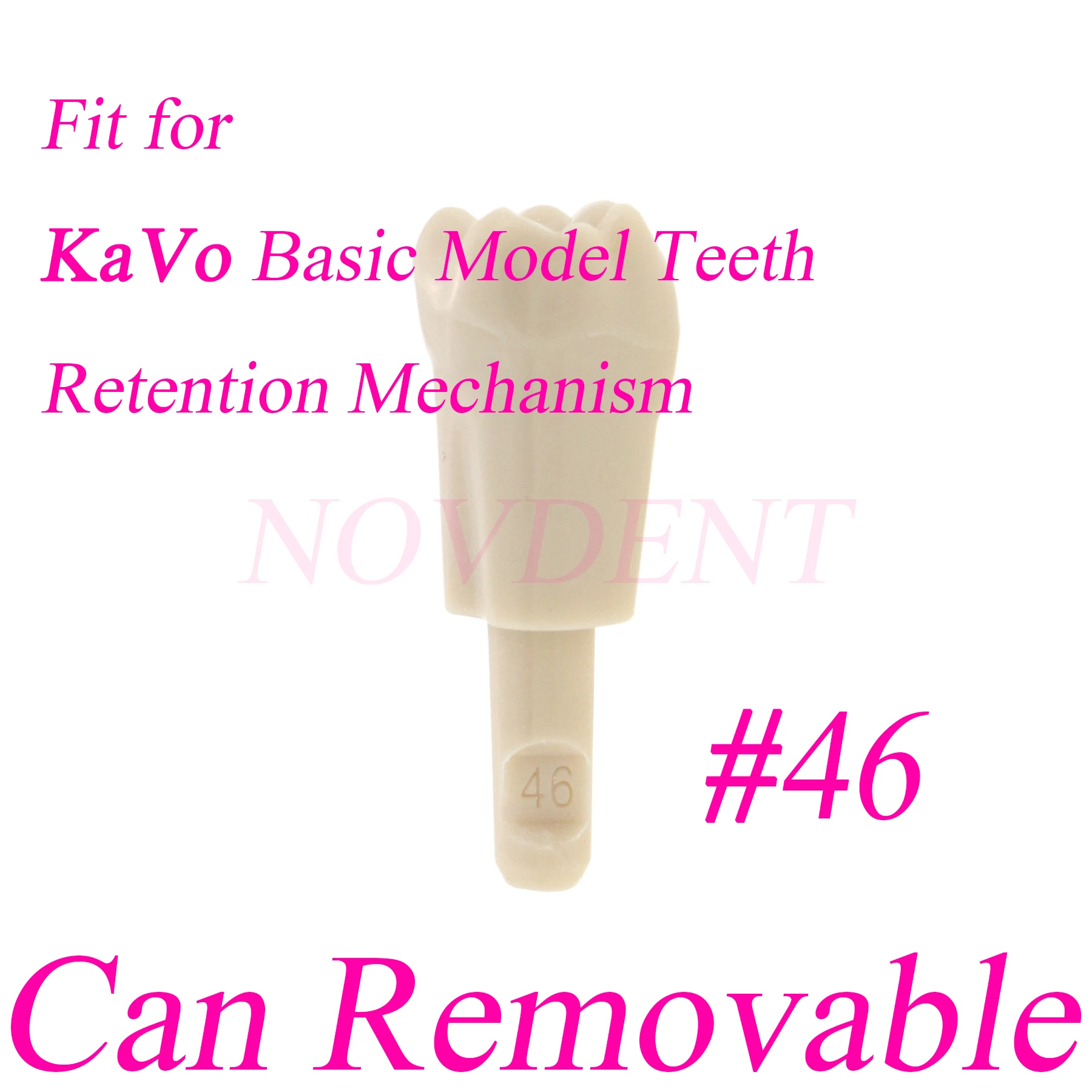 Dental Models KaVo Basic Model teeth Retention Mechanism Dental Retainer Model #46 Replacement Teeth Exercise Practice