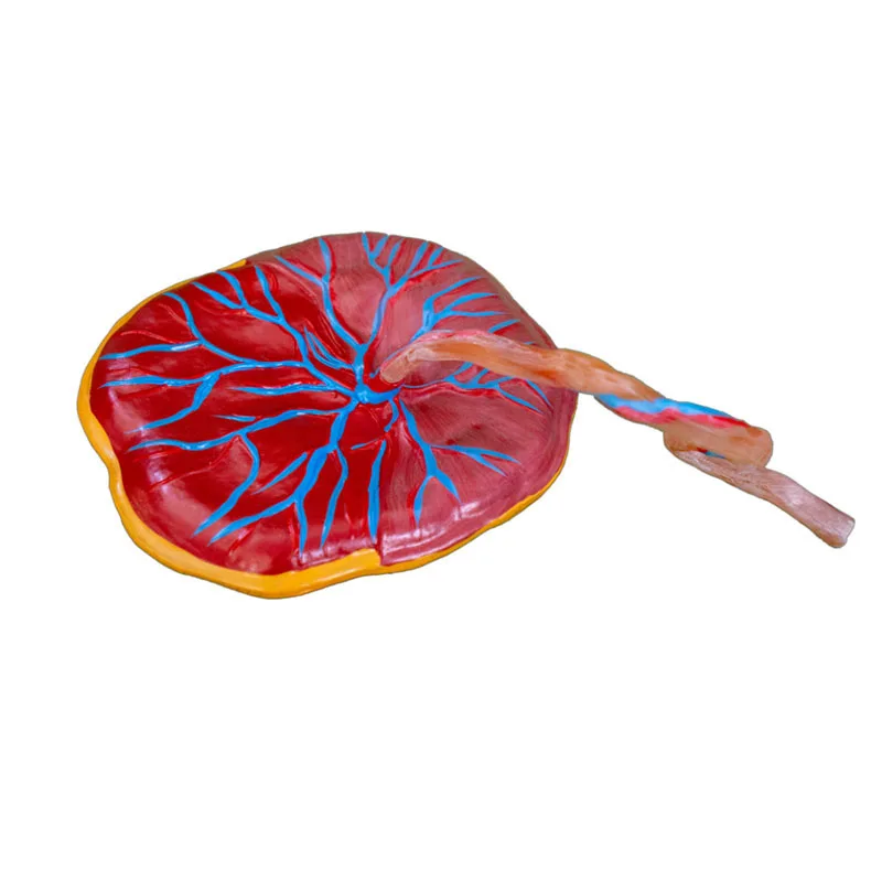 

Good quality medical teaching science umbilical cord placenta model