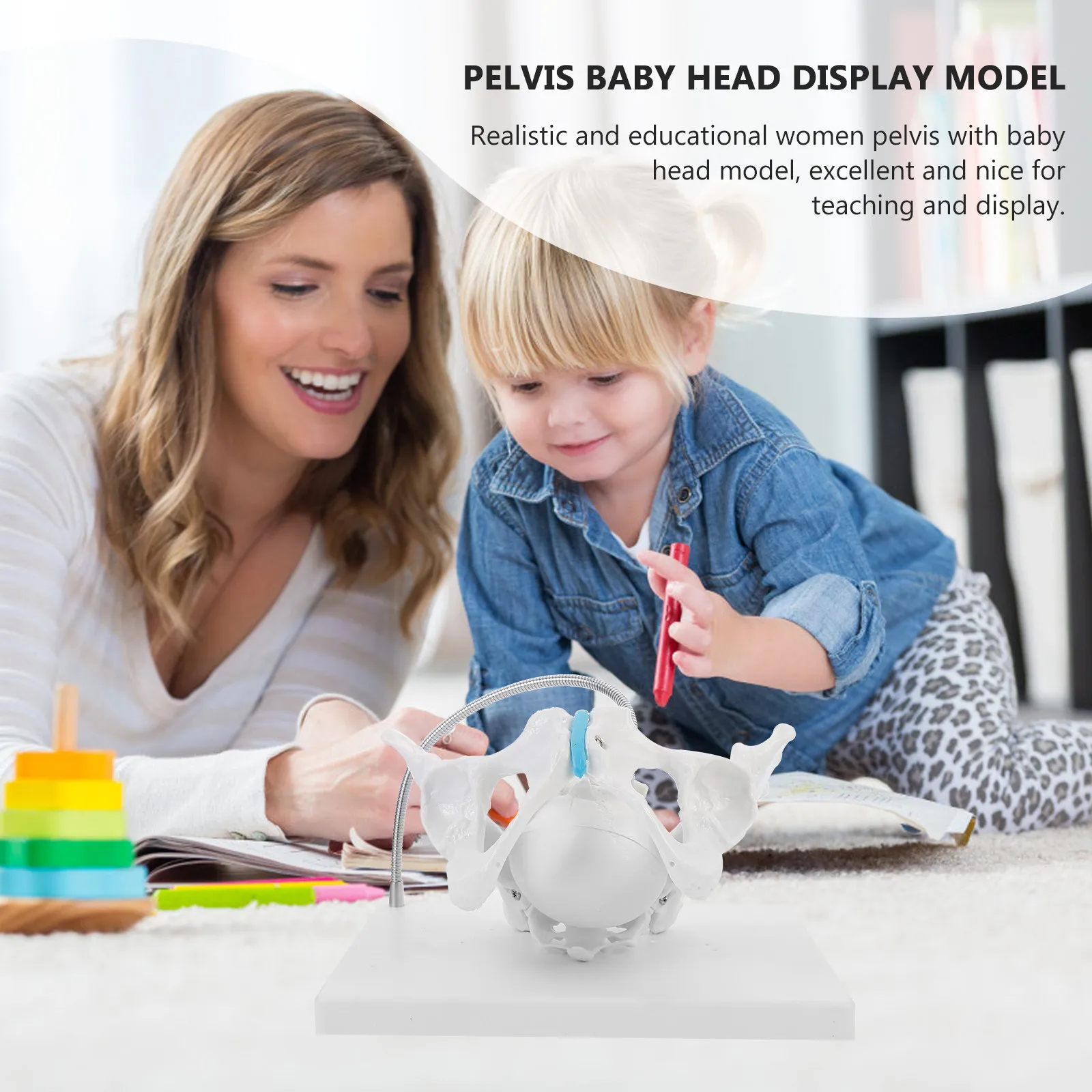 

1Pcs Women Pelvis Baby Mold Teaching Female Pelvis Baby Head Display Educational Midwifery Training Maternal Clinic Anatomy