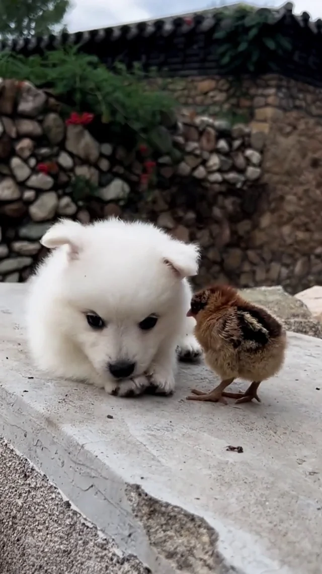 Metal Upgrade Parts Kit Front and Rear Arm Shock Absorber for 16101 16102 16106 16201 RC Q130A Q130B Q141 Q117 1/16 RC Car