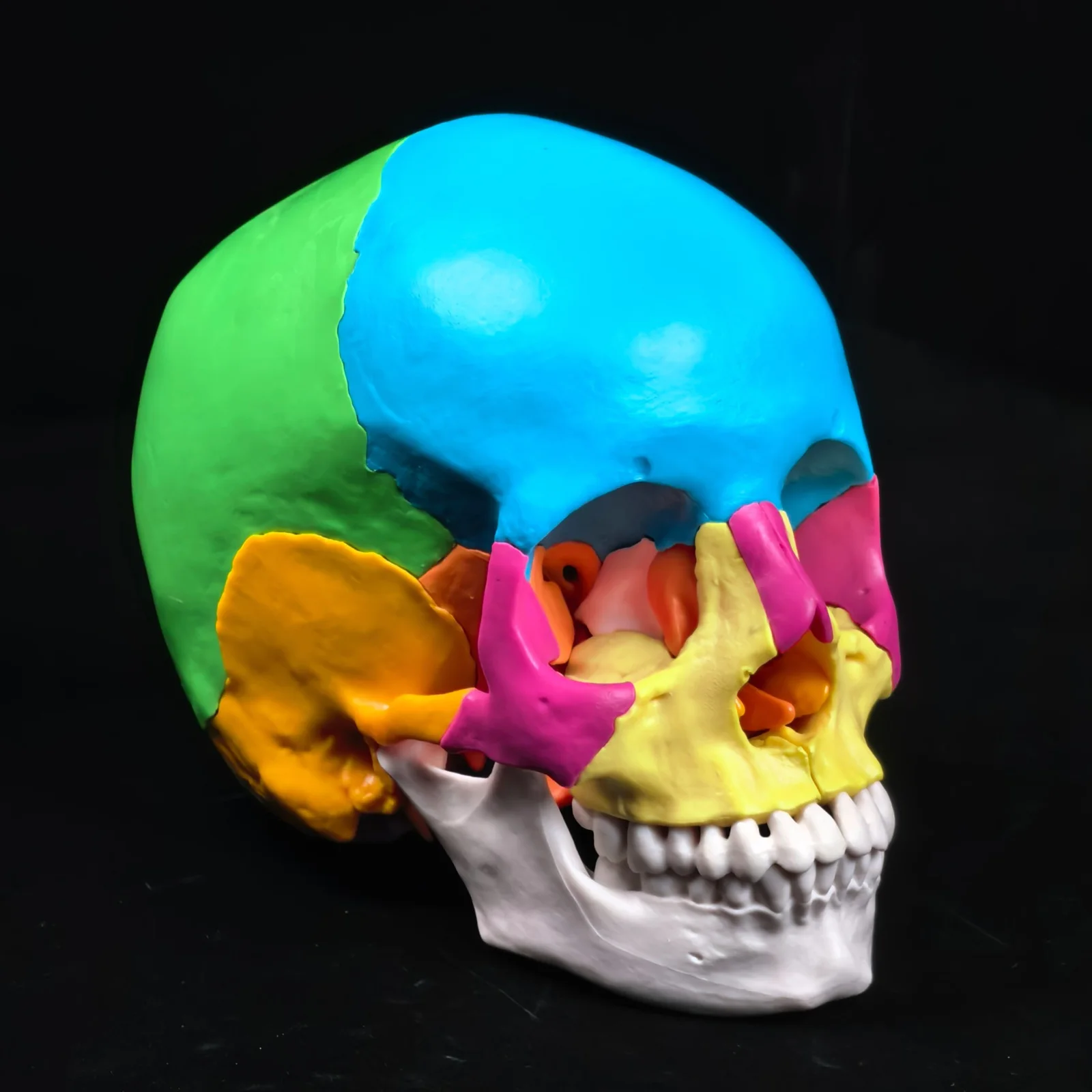 

PVC Colored Human Head Skull Model Detachable 22 Parts Medicine Anatomy Teaching Training Aid Education