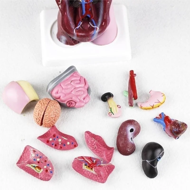 28cm Human Torso Body Model Anatomy Anatomical Heart Brain Skeleton Medical Internal Organs Kids Teaching Learning Supplies