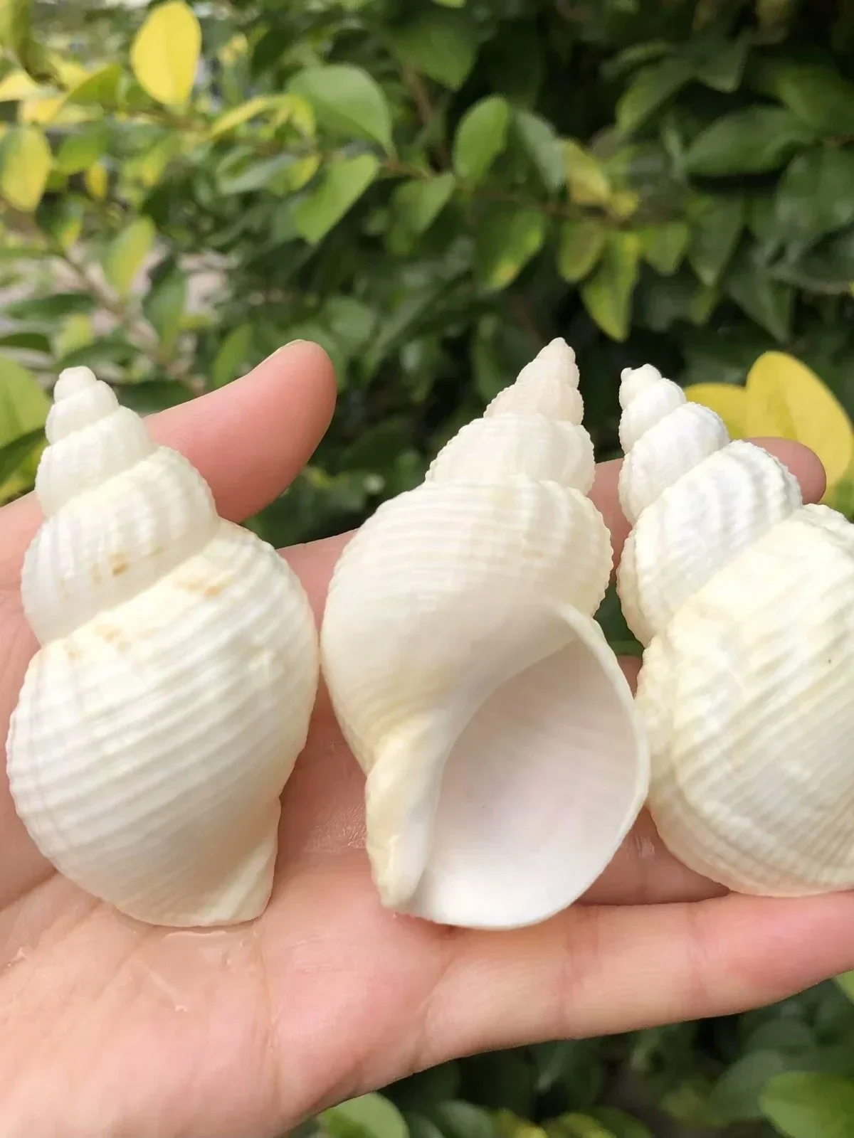 Natural Conch Shells, Peanuts, Snails, Fish Tank Landscaping, Floor Decorations, Shooting Props and Gifts