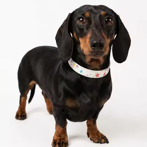 Dream Star Cute Pet Collars Small-large Dog Collar Schnauzer Corgi Dachshund Dogs Accessoires Correas De Perros Cat Collar