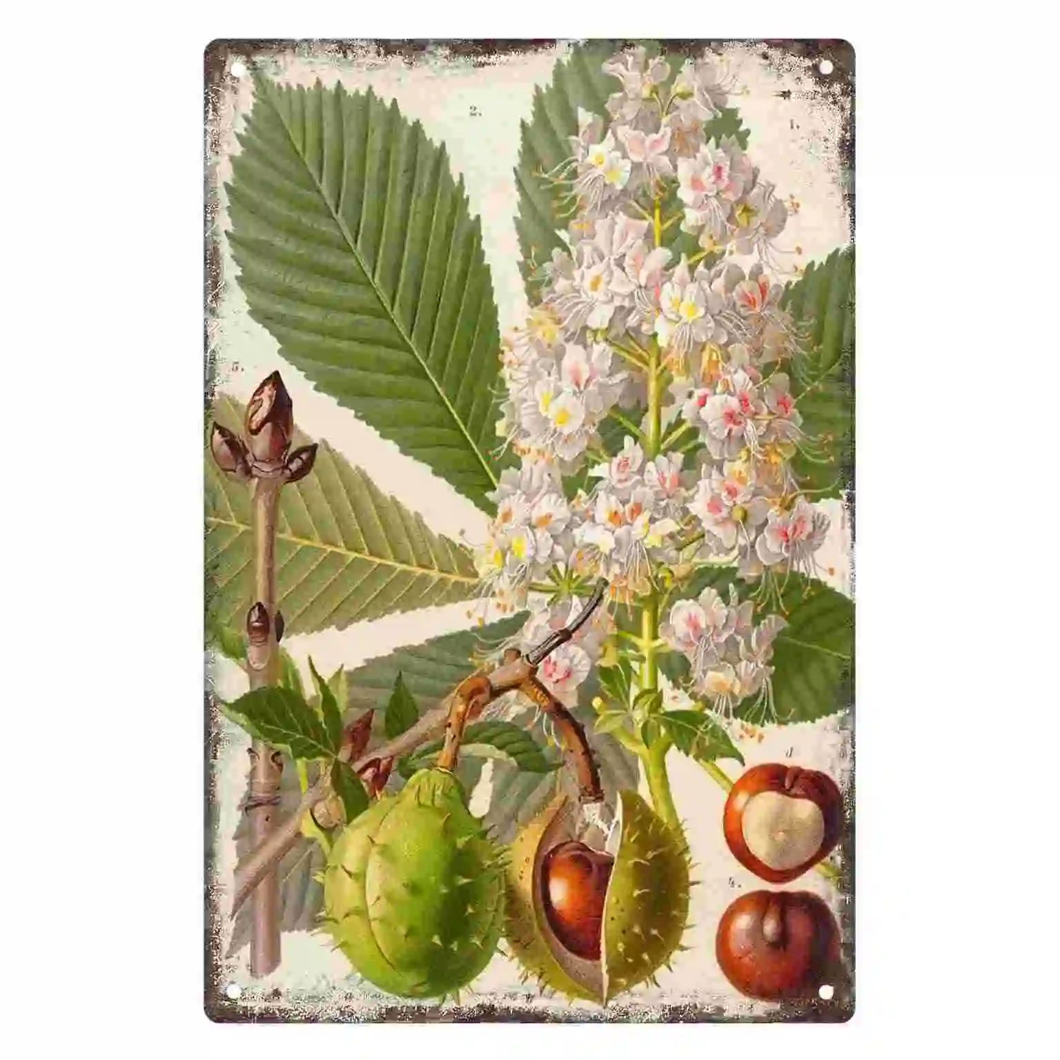 2D FLAT 1pc Vintage Botanical Horse Chestnut Flower and Seed Pod Wall Art Decoration for Home Cafe Bedroom Office And Garden