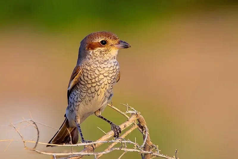 

HBX 2996/2996A 1/10 2.4G 4WD RC Off-Road Truck - Brush/Brushless, 32-45km/h, LED Lights - Suitable for Children