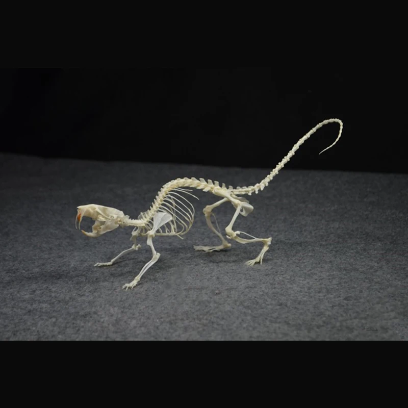 2020 Handmade Rodent Bone Craft Ornament Walking Pose Art Decor Vintage Dark Desktop Display Teaching Model Collectible Artwork