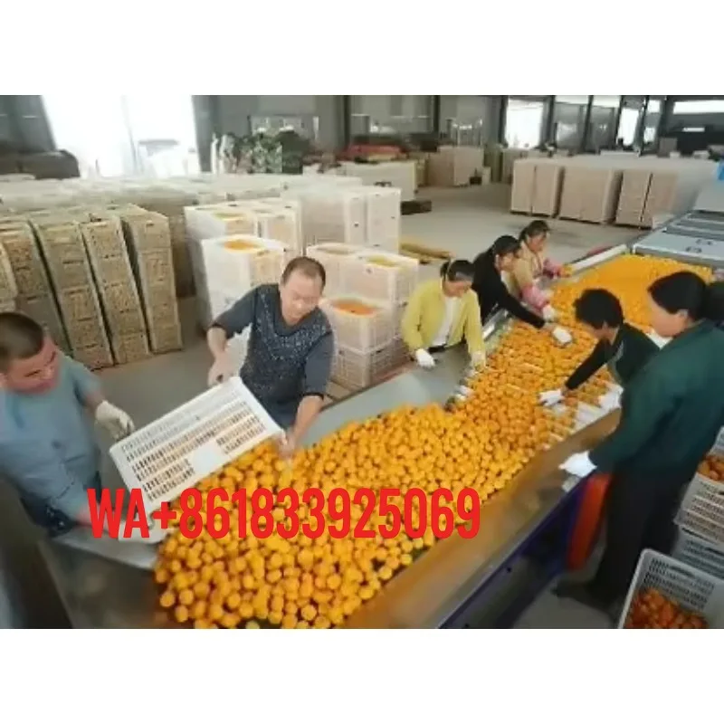 Raspberry Processing Line Automated Production System for Juice Beverage Puree Washing Crushing Enzyme Treatment Filtration