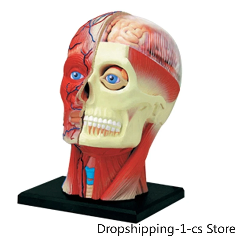 

-Torso Human Body Model Education Head Muscles Nerve Organs Model For Student Teaching Study Assembling Model