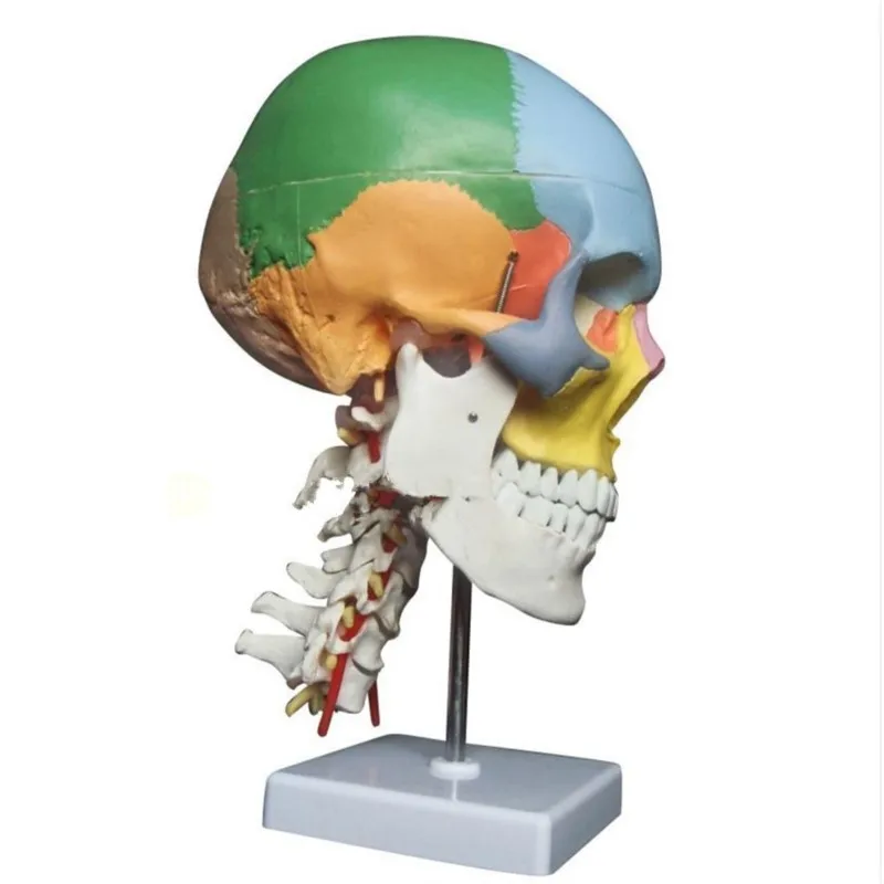 

Colored Function Skull Cervical Vertebrae with Nerves Anatomical Didactic Models Natural Life Size