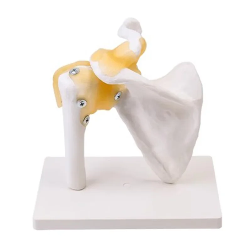 

Shoulder Joint Model Human Skeleton Model Shoulder Bone Muscle Joint Anatomical Model Medical Teaching Supplies