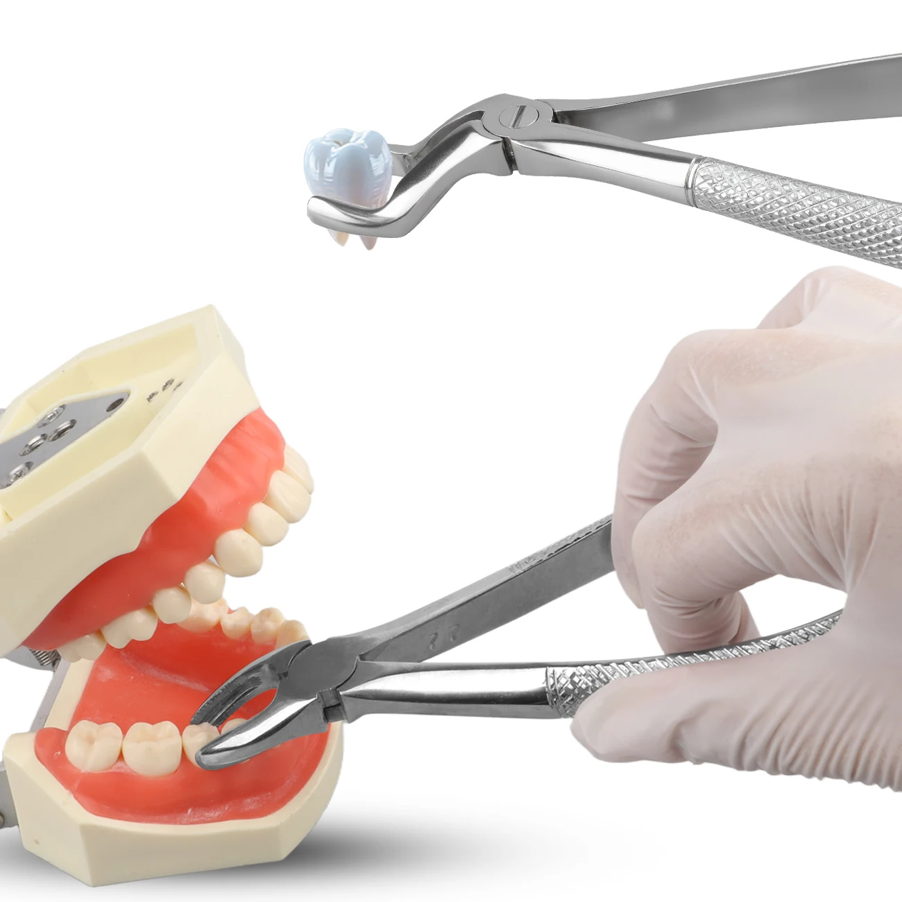 

10Pcs/Set Professional Stainless Steel Dental Extraction Forceps Surgical Tooth Extracting Pliers Sterilizable Dentist Tools