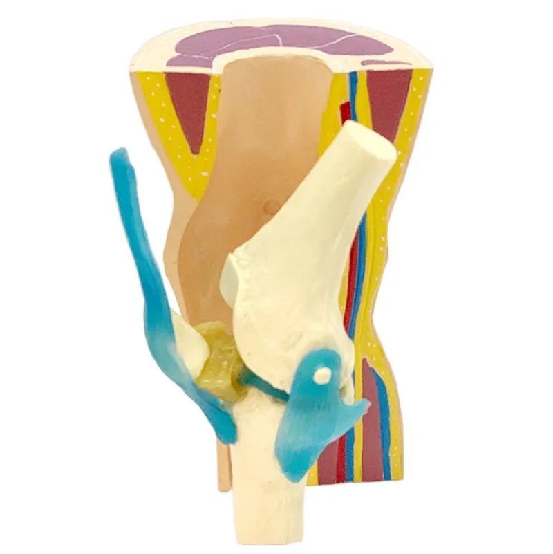 

Removable Curved Simulation Skin Muscle Kneecap Meniscus Ligament Skeleton Model Human Knee Joint Anatomical Anatomy Models