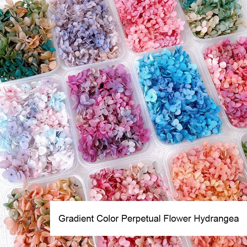 

Eternal Flowers Hydrangea Gradient Color Manicure Dry Flowers Stickers Face/ Nail Art Supplies and Decorations Salon Wholesale