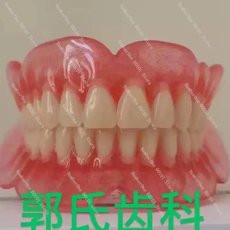 Full Mouth Teeth Model for Dental Teaching and Education