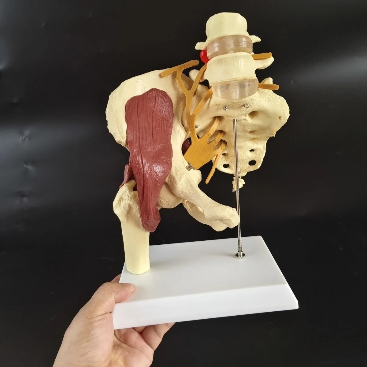 Human Hip Joint Muscle Model with Nerve Pelvis Spine Anatomy Model Medical Science Teaching Resources