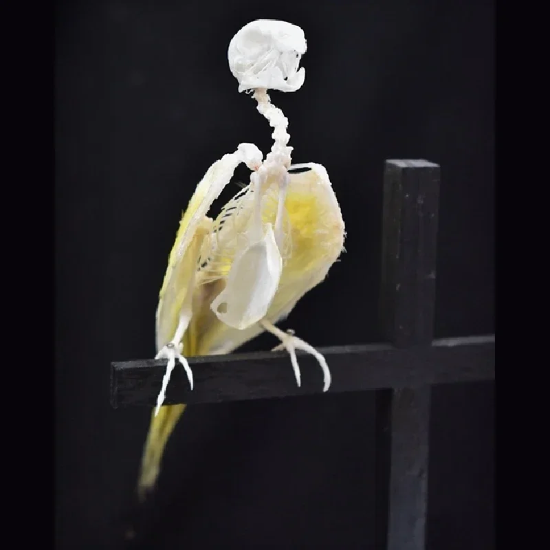 2007 Gothic Parrot Skeleton Model Perched on Cross Artificial Animal Bone Specimen Frame Decor Wall Hanging Ornament Dark Art