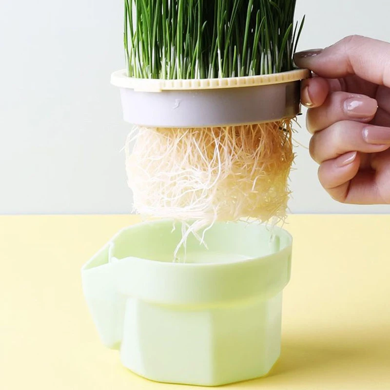 Cat Snacks Mint Hydroponic Planting Plastic Box Cat Basin Controlled Hydroponic Cat Grass Plant Bowl