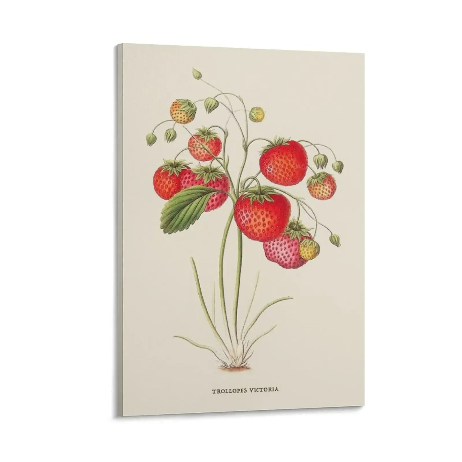 

Strawberry Antique Botanical Illustration Canvas Painting Decoration Decorative paintings Decoration for home