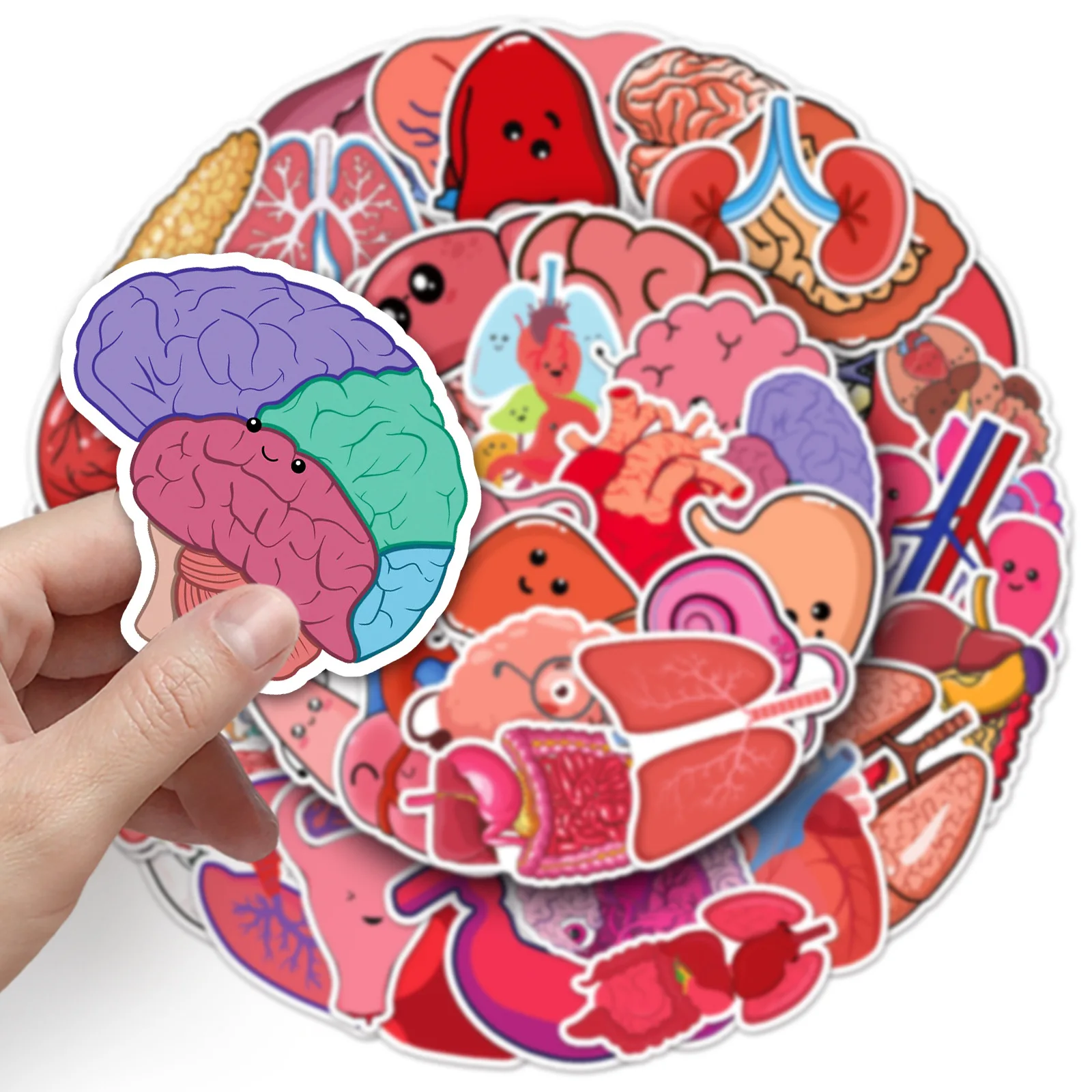 

10/50PCS Cute Organ Cartoon Stickers Early Childhood Education Graffiti DIY Scooter Water Cup Scrapbook Luggage Decal