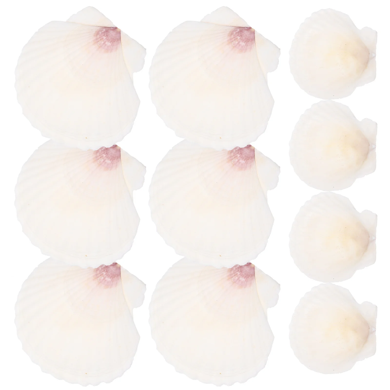 

10pcs Shell Decor Set Natural Scallops Diy Accessories For Crafts Handicraft Wedding Home Decoration Fish Tank Landscaping