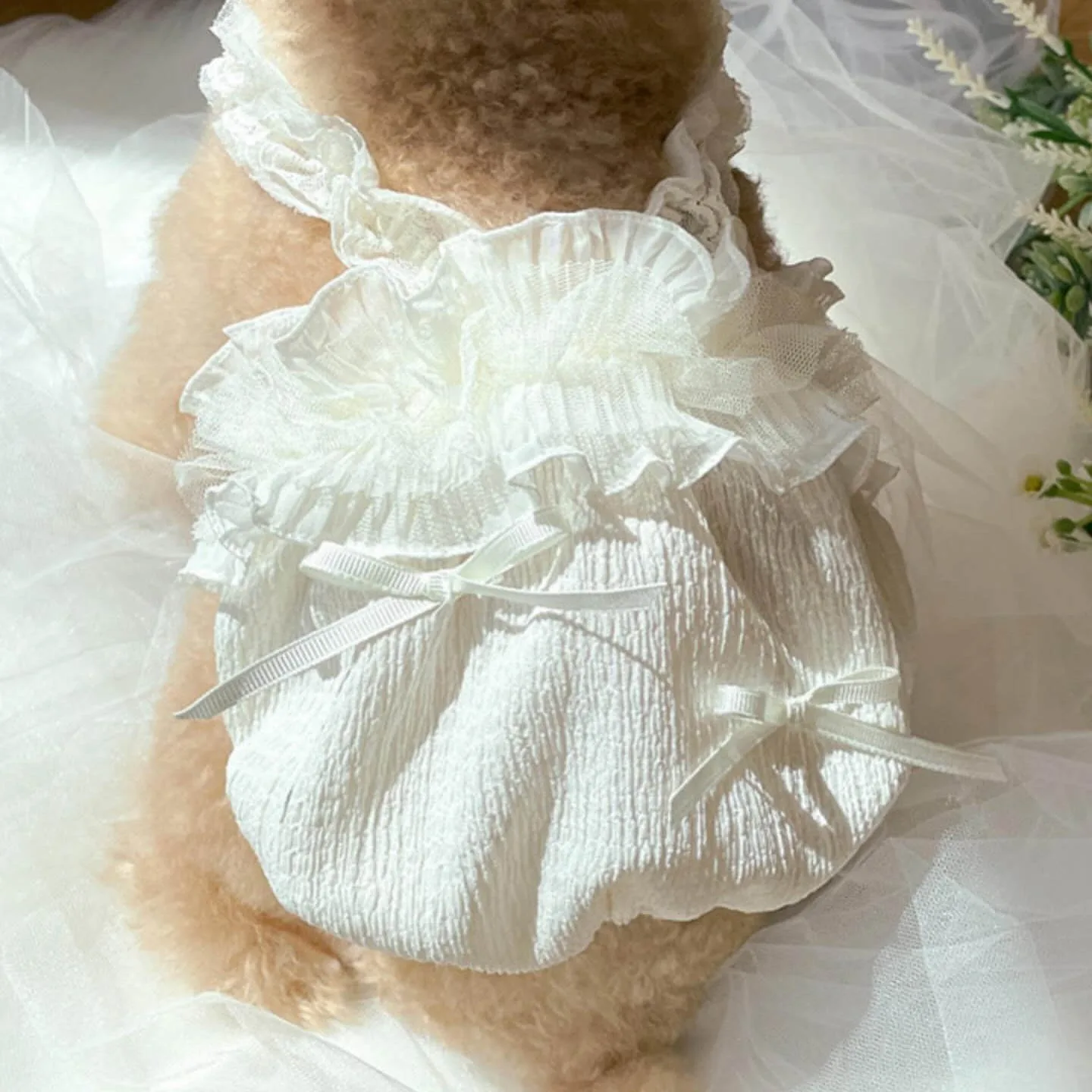 Bichon White Lace C… - image