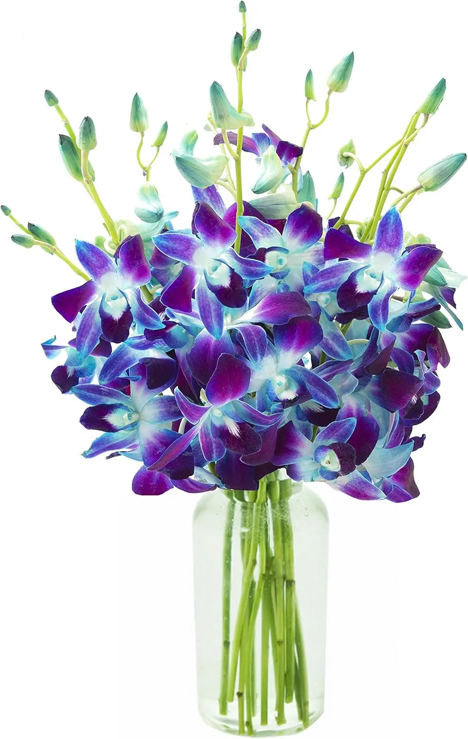 

Exotic Blue Orchid Bouquet from Thailand with Vase - Perfect for Birthday, Valentine's & Mother's Day Gifts