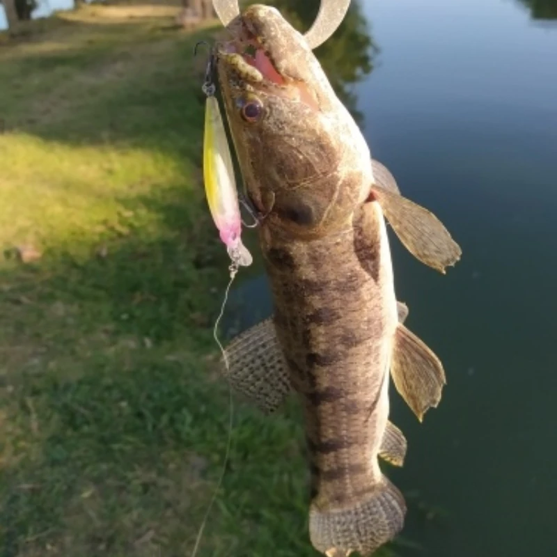 تعليق أسماك البلمة واقعية Rozante السحر 63 مللي متر 5 جرام Jerkbait Wobblers المهنية الاصطناعي الثنائي الطعوم ل الكارب مخطط باس العين رمادية فاتحة