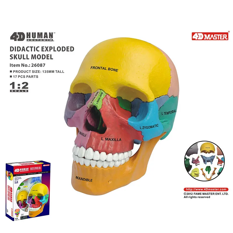 

4D Master 4D Anatomy Didactic Exploded Skull Model Disassemble Skeleton Medical Teaching Aid Laboratory Equipment