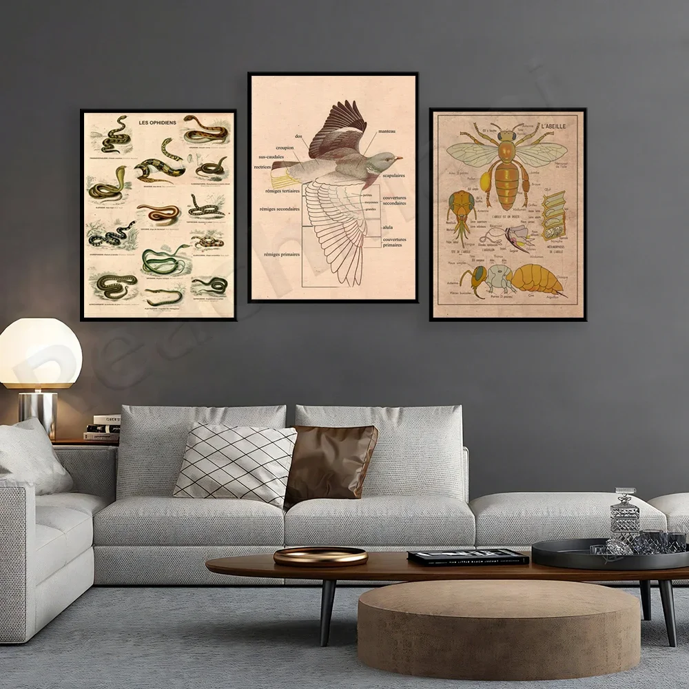 Anatomy poster, snakes, bees are insects, description of identifying pigeons decorative canvas print poster