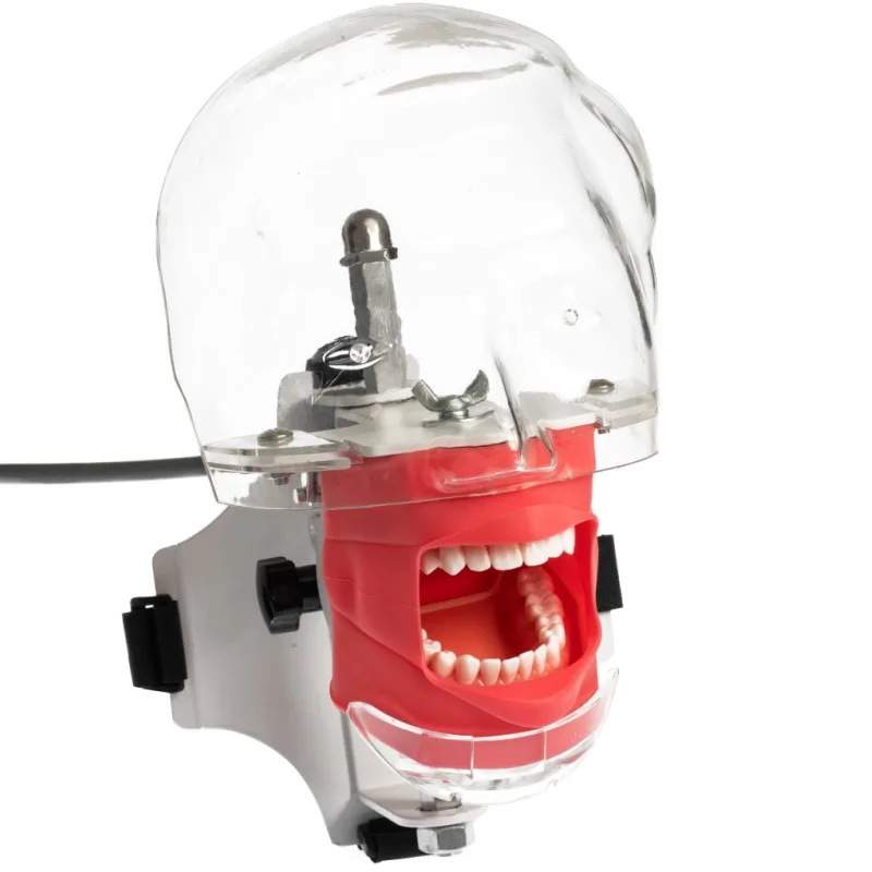 Dental Model Simulator Phantom Head With Teeth for Dentist Teaching Practice Training Apparatu dentist model Manikin Dental