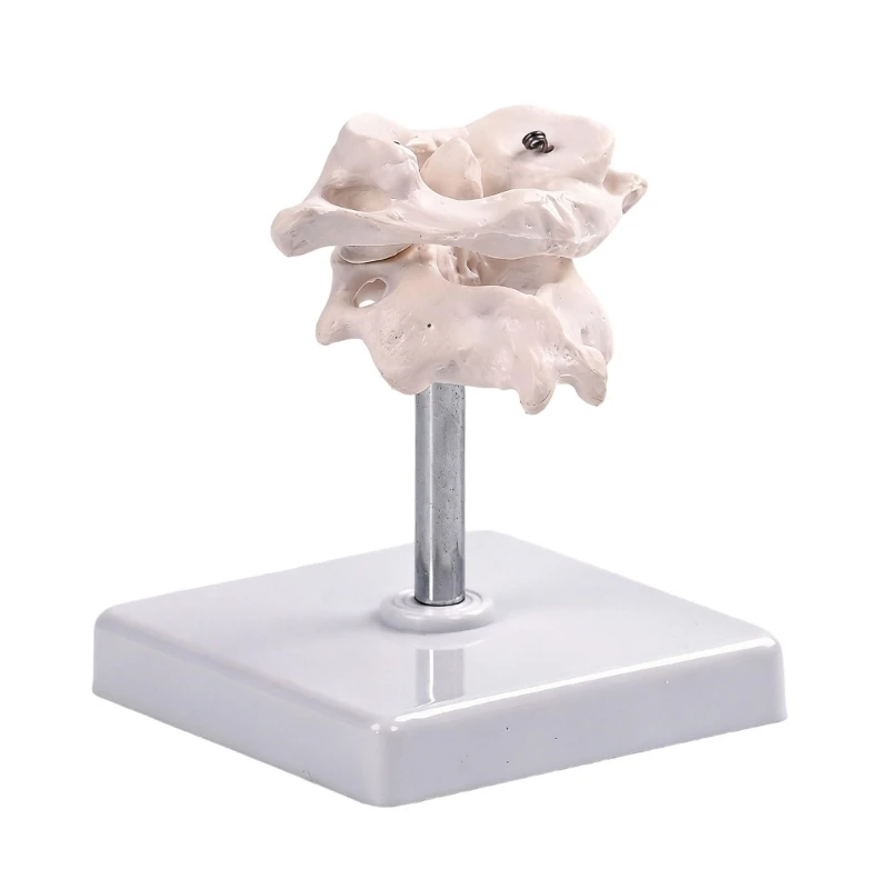 Anatomical Model Of Occipital Bone For Medicals Education And Training Centers with Rotatable Features And Strong PVC K92C