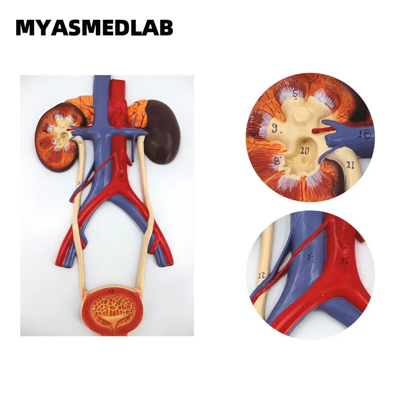 Human Urinary System Model Including Kidney Ureters Bladder and Urethra