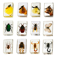 1PCS random Real Insect Resin Specimen  - Science Classroom Educational Kit, Bug Collection Paperweight Gift for Kids