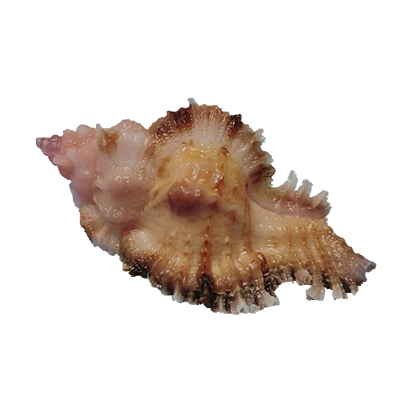 Tectonatica Violacea, Natural Rare Conch Shell, Home Collection Fish Tank Aquarium Landscaping Decoration Ornaments