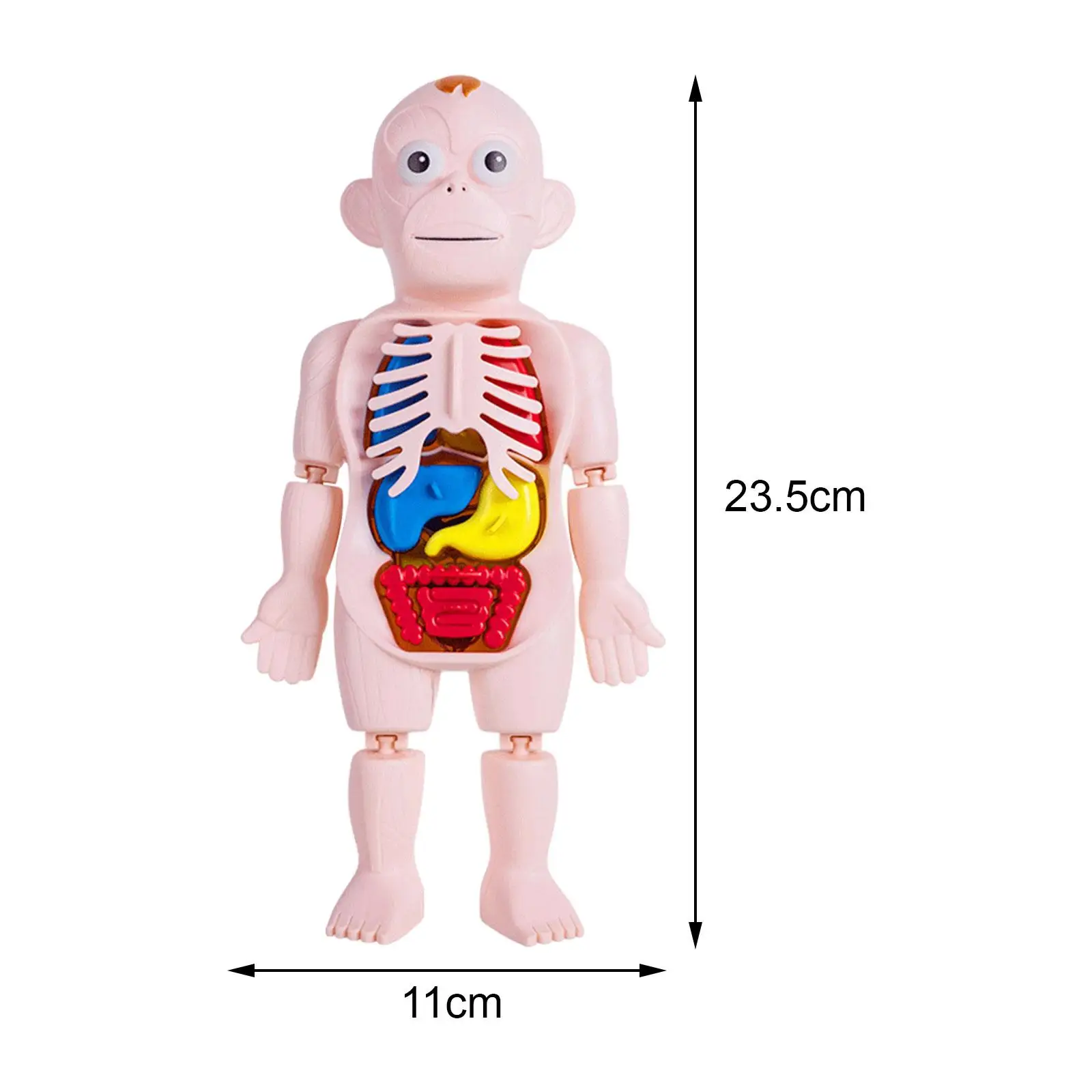 Modèle de torse de corps humain pour la démonstration à la maison, jouet de bricolage, outil de puzzle fuchsia, jouet d'apprentissage précoce, organes de parties du corps, 3D