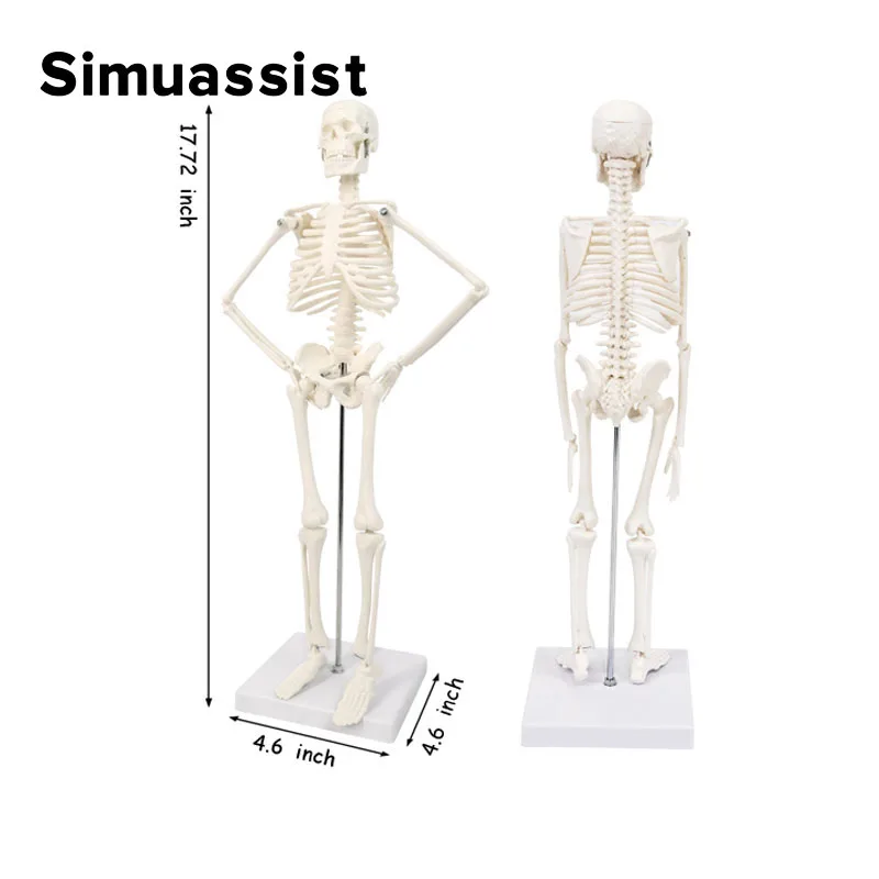 45CM Anatomical Human Detachable Skeleton Model Flexible Arms And Legs Educational Tools