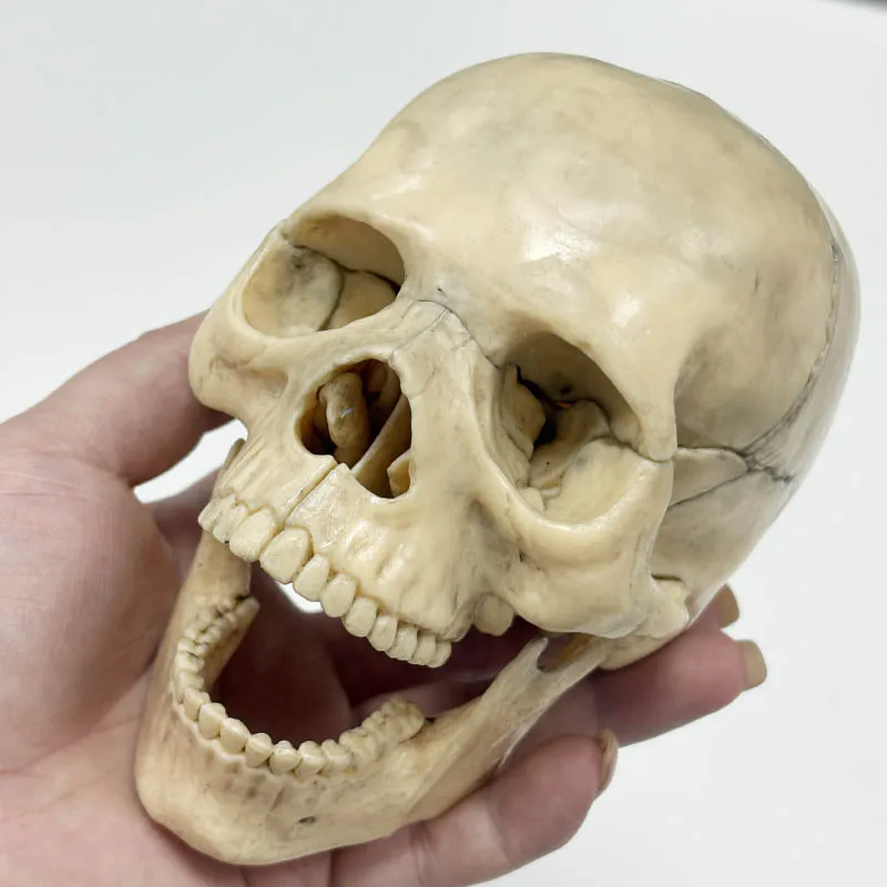 

1:2 Disassembled Skull Anatomical Model Anatomy Skeleton Skull Model Detachable Medical Teaching Supplies Tool, 15 Parts