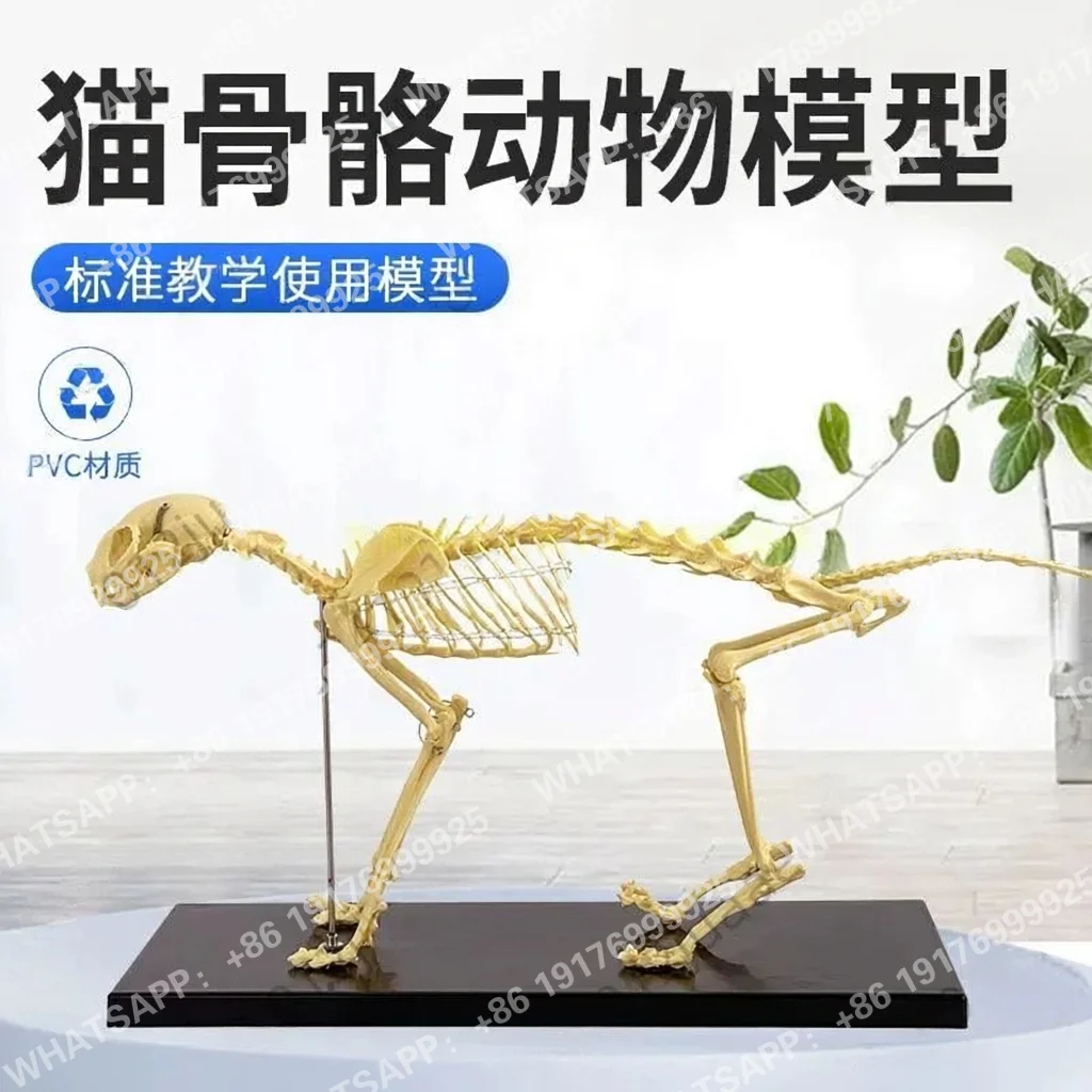 Cat Skeleton & Anatomy Model Kit, Cat Skeleton Anatomical Model Cat Bones Skeleton Specimen Anatomy Model -for Veterinary Teach