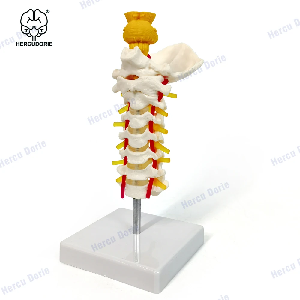 Cervical Vertebra Arteria Spine Spinal Nerves Anatomical Model Anatomy for Science Classroom Study Display Teaching Medical Mode