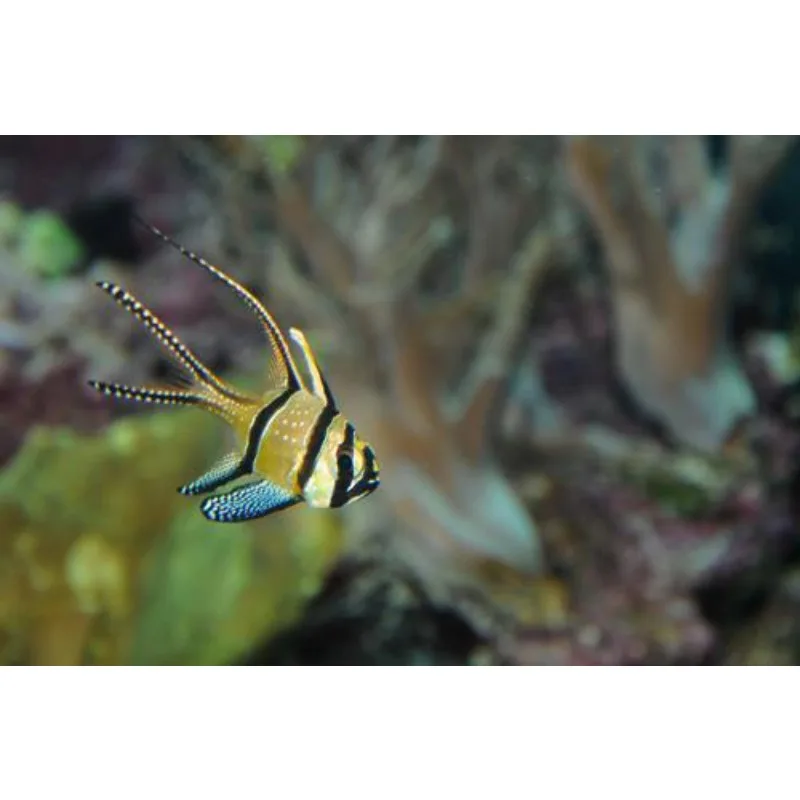 

Комплект пульта дистанционного управления и приемника DUMBORC X6PM-350, 2,4 ГГц, 6-канальный универсальный пульт дистанционного управления для радиоуправляемых судов