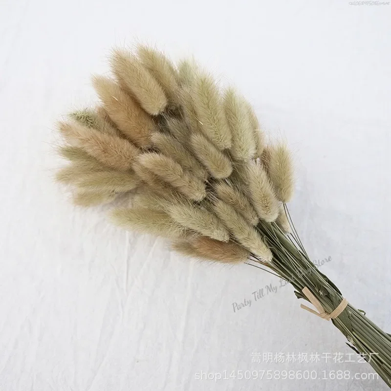 60szt Nature Rabbit Tail Grass Dried Flower Bouquet Dog Tail Grass Dried Flower Immortal Flower Small Bouquet DIY Decoration