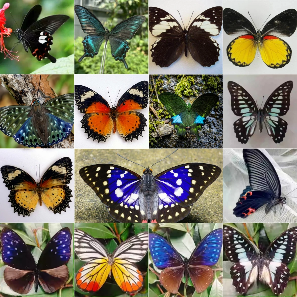 2150 Wholesale Butterfly Decoration Painting Natural Craft Vintage Materials Christmas Decoration Gifts for DIY Home Decor Party