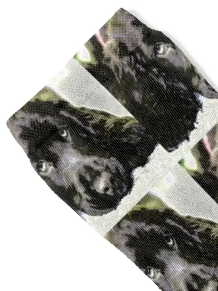 Sprocker spaniel sleeping Socks custom short cute Toe sports Boy Child Socks Women's