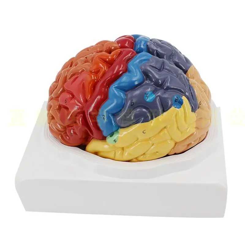 Medical Brain Model Functional Zoning Cortical Zoning Human Brain Anatomical Brain Colorimetric Model