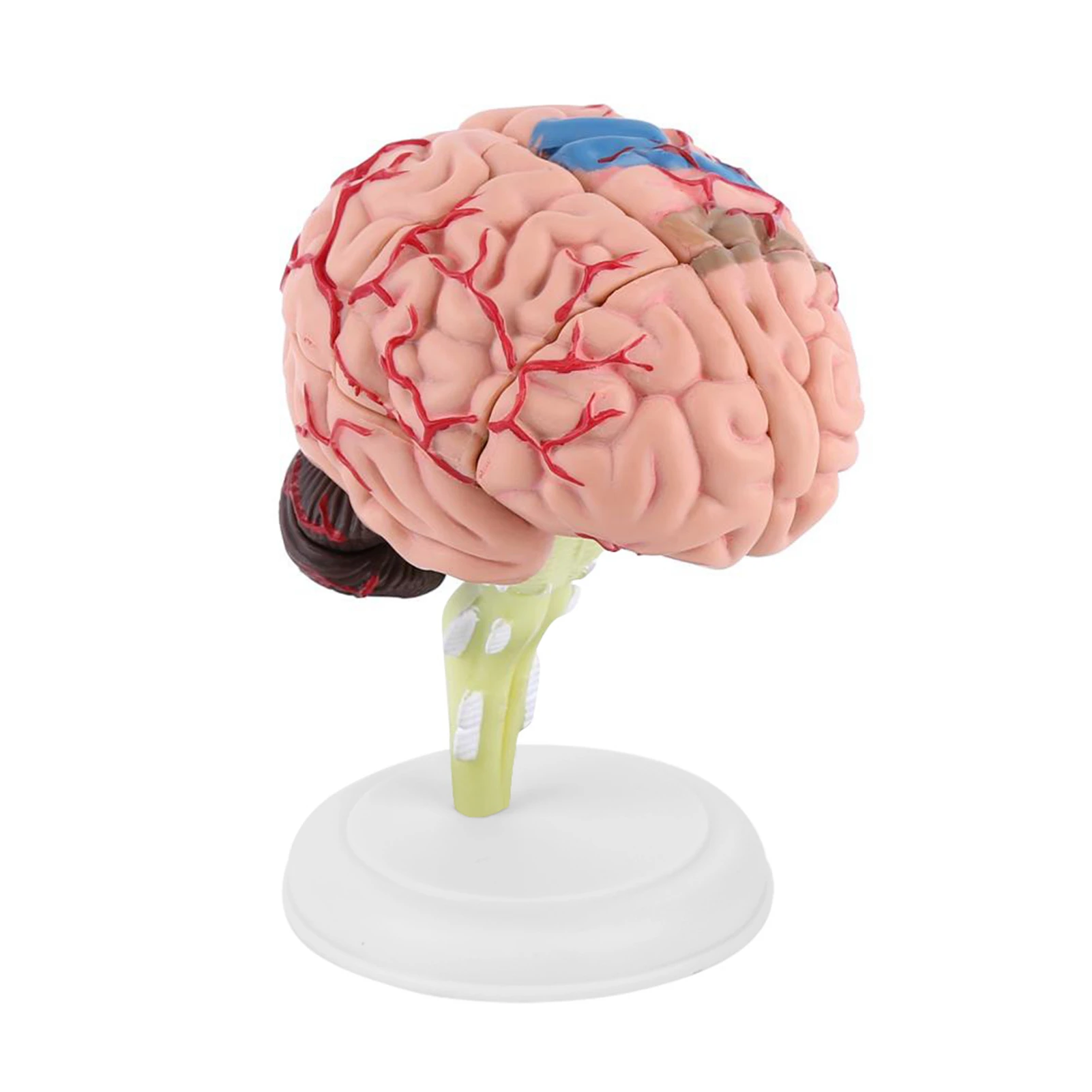 1pc Disassembled Anatomical Human Brain Model Medical Teaching Tool Toy