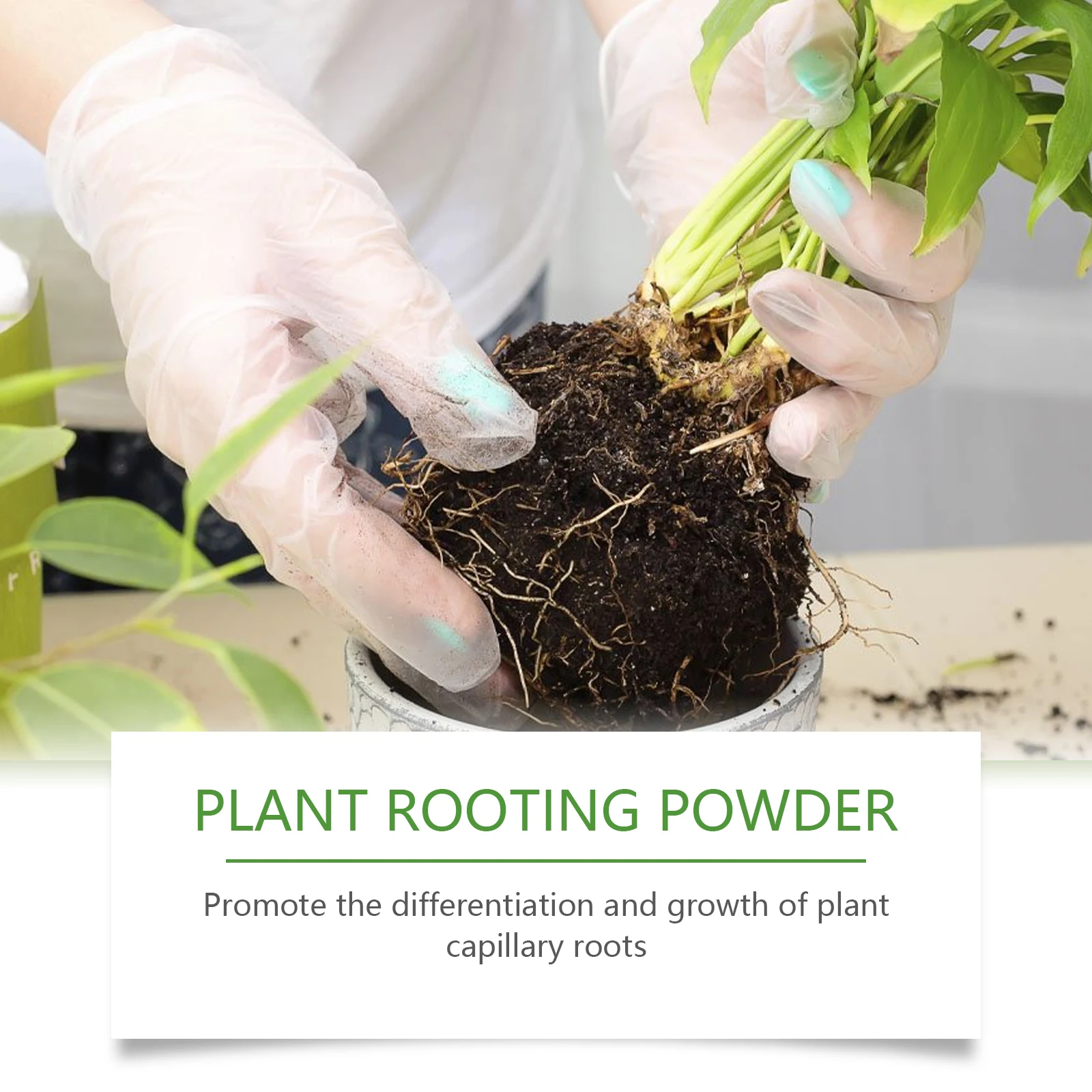 100g Proszku do ukorzeniania r – Rooting Hormone Powder recenzja i cena
