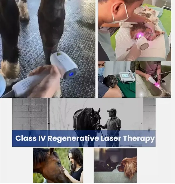 Veterinary Pain Relief Wound Healing for Small Pets Dogs Cats Horses Physical Class 4 Laser Therapy Device