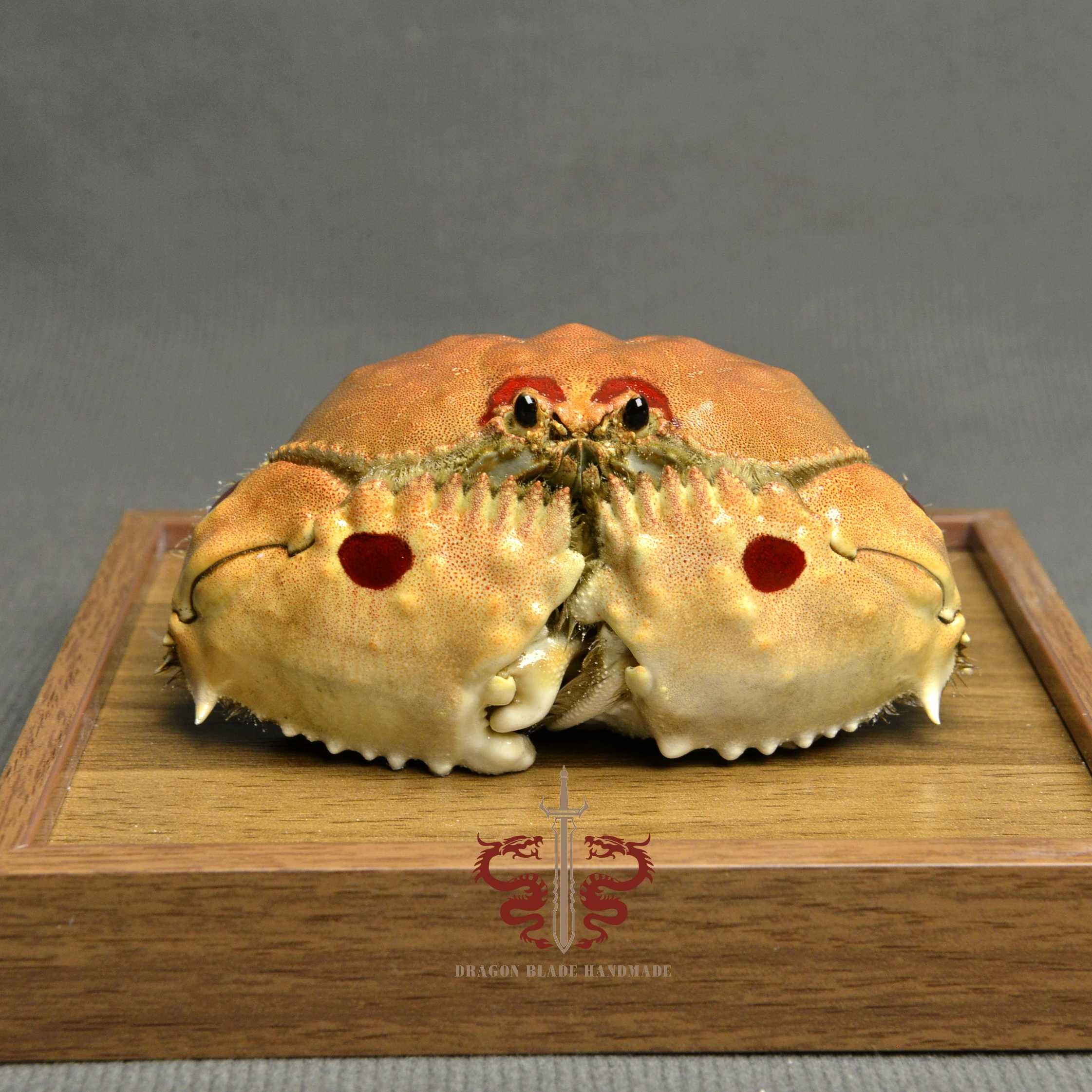 Crab specimen Calappa philargius, museum-quality taxidermy & display box, Collection Home Decor Ornament Desk Decoration